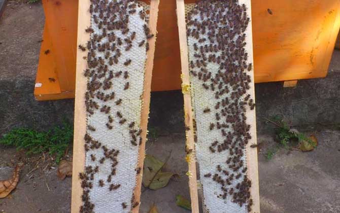 中蜂雙王群高效養殖技術 中蜂雙王群