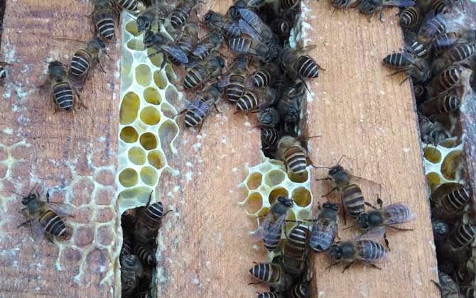 中蜂雙王群的優(yōu)點和缺點 中蜂雙王群