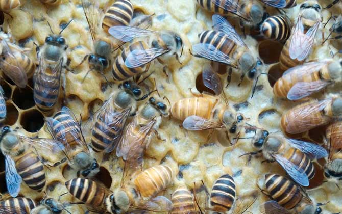 中蜂多久換一次蜂王? 中蜂換王