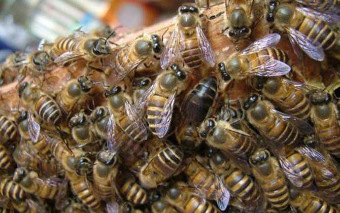 中蜂春繁時如何加脾? 中蜂春繁