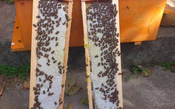 中蜂雙王群什么時(shí)間組織? 中蜂雙王群