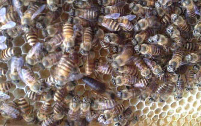 中蜂雙王群什么時(shí)間組織? 中蜂雙王群