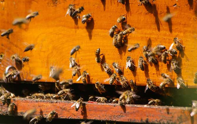 初學養蜂要了解哪些養蜂知識? 養蜂知識