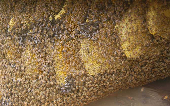野生中華蜜蜂誘捕技術(shù) 中華蜜蜂