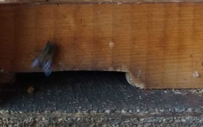 中蜂怎么快速繁殖? 中蜂快速繁殖