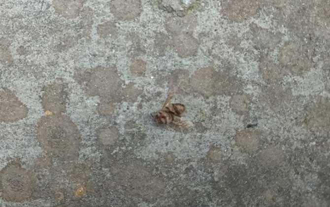 中蜂怎么快速繁殖? 中蜂快速繁殖