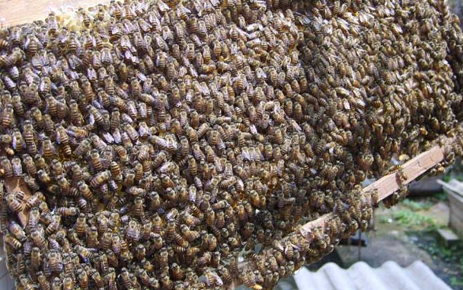 中蜂怎么合并蜂群? 中蜂怎么合并