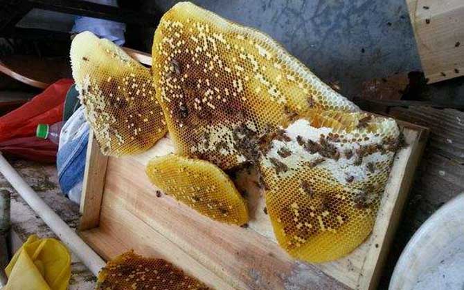 土養中蜂幾月份割蜜? 土養中蜂