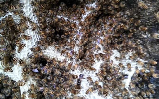 中蜂強(qiáng)群怎么養(yǎng)