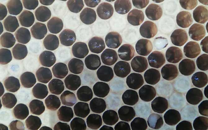 中蜂強(qiáng)群怎么養(yǎng)