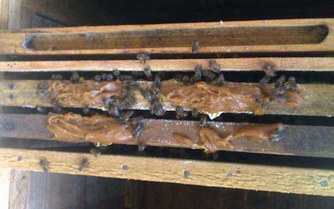 雙王群春繁有什么技巧? 雙王群