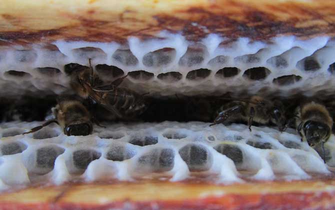 雙王群春繁有什么技巧? 雙王群