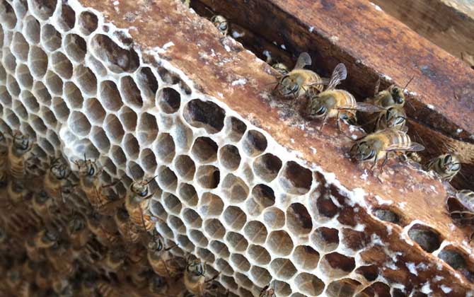 石洞里的野生蜜蜂如何收捕? 野生蜜蜂如何收捕