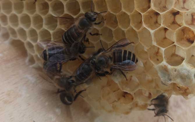 中蜂如何用雙王養(yǎng)成強(qiáng)群? 中蜂雙王群