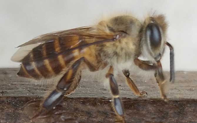 中蜂如何用雙王養(yǎng)成強(qiáng)群? 中蜂雙王群