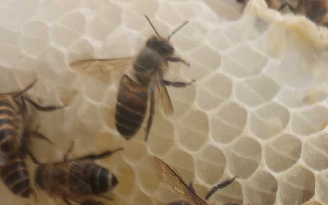 中蜂如何用雙王養(yǎng)成強(qiáng)群? 中蜂雙王群