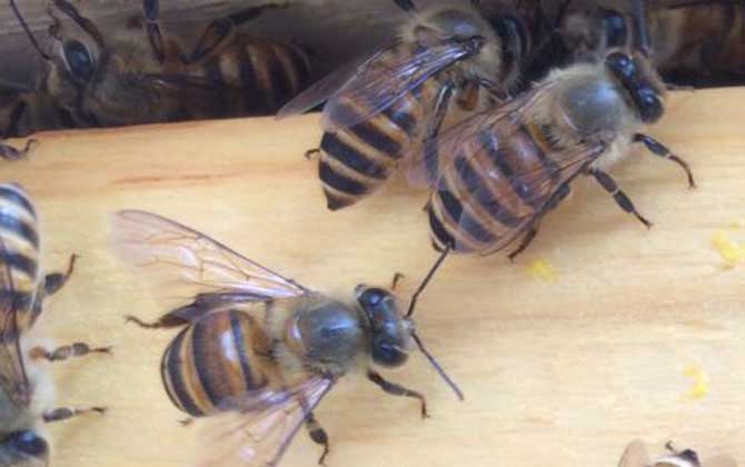 中蜂可不可以養雙王群? 中蜂雙王群