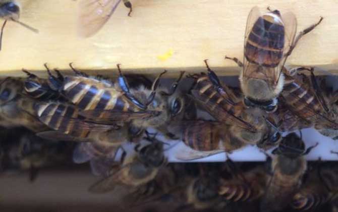 中蜂可不可以養雙王群? 中蜂雙王群