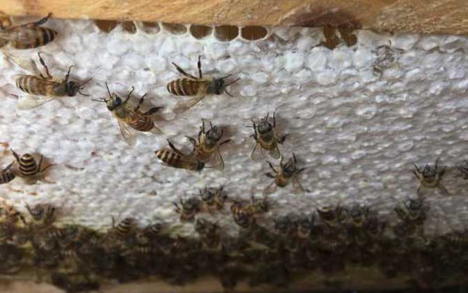 中蜂可不可以養雙王群? 中蜂雙王群