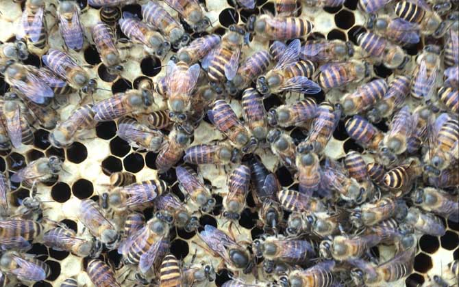 養(yǎng)蜂怎么防止自然分蜂? 養(yǎng)蜂