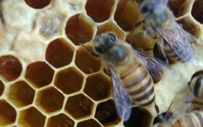 剛收的蜜蜂沒有蜂王怎么辦? 蜜蜂