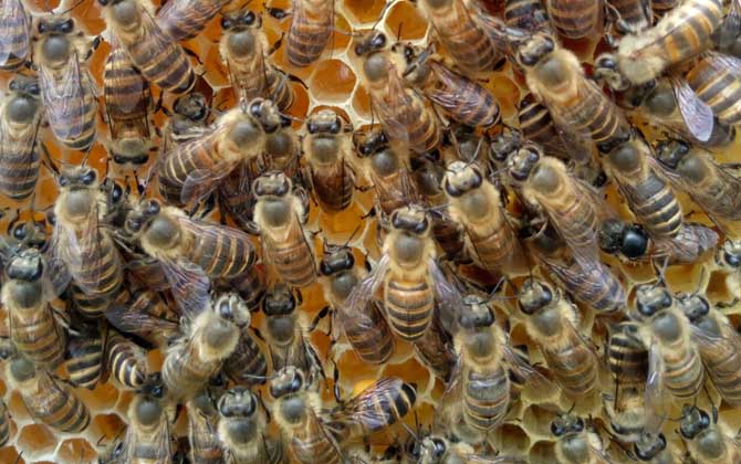 剛收的蜜蜂沒有蜂王怎么辦? 蜜蜂