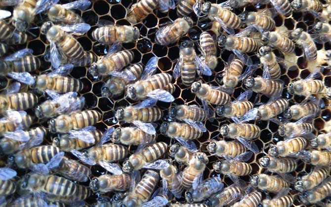 中蜂怎樣防治分蜂熱? 分蜂熱