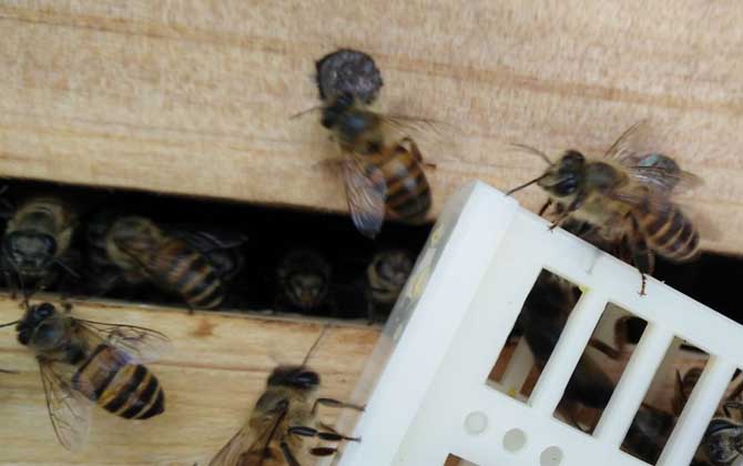 活框蜂箱是怎么構成的? 活框蜂箱