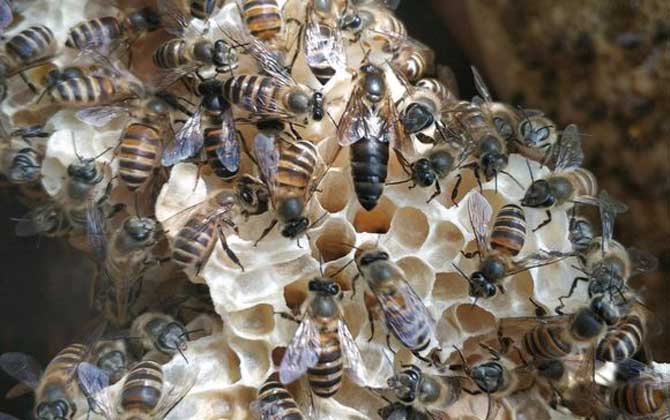 家庭養(yǎng)蜂技術