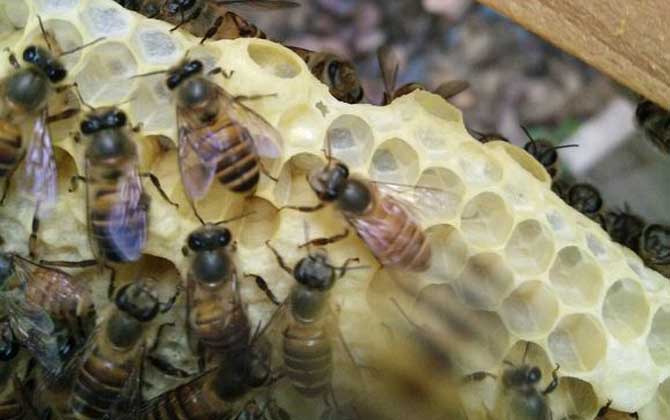 家庭養(yǎng)蜂技術