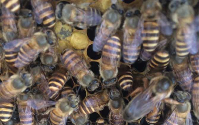 家庭養(yǎng)蜂技術