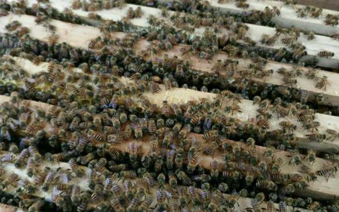 家庭養(yǎng)蜂技術