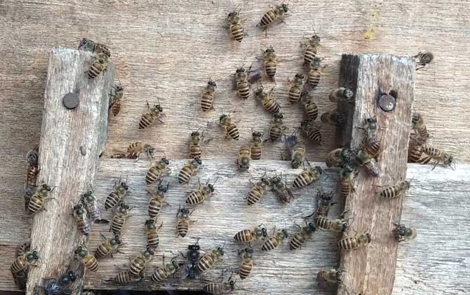 家庭養(yǎng)蜂技術