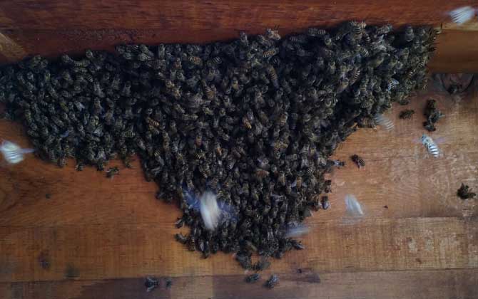 家庭養(yǎng)蜂技術