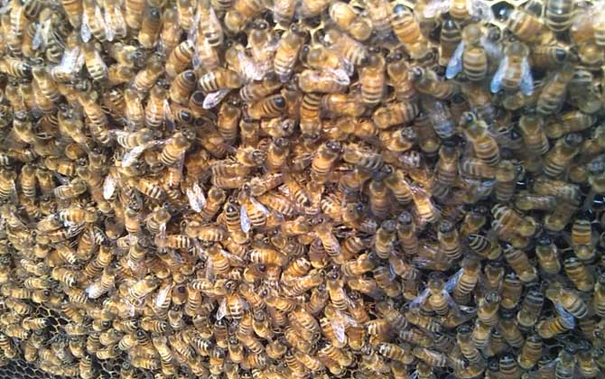 阿壩中蜂有哪些優點和缺點? 阿壩中蜂