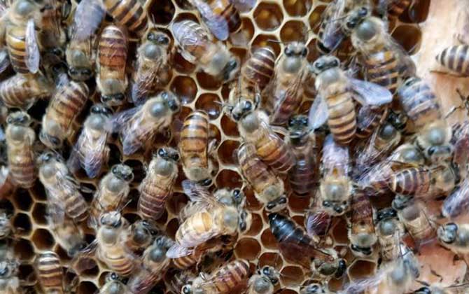 工蜂產(chǎn)卵群怎么處理才好? 工蜂產(chǎn)卵