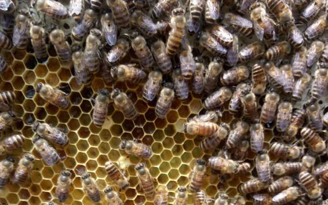 工蜂產(chǎn)卵群怎么處理才好? 工蜂產(chǎn)卵