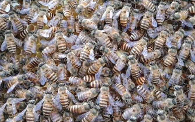 工蜂產(chǎn)卵群怎么處理才好? 工蜂產(chǎn)卵