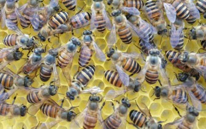 工蜂產(chǎn)卵會(huì)不會(huì)導(dǎo)致滅群? 工蜂產(chǎn)卵