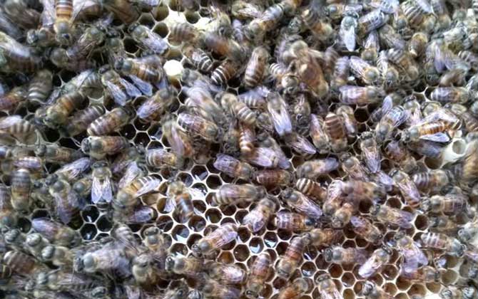 工蜂產(chǎn)卵會(huì)不會(huì)導(dǎo)致滅群? 工蜂產(chǎn)卵