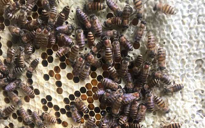 工蜂產(chǎn)卵會(huì)不會(huì)導(dǎo)致滅群? 工蜂產(chǎn)卵