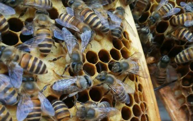 工蜂產卵可以育王嗎? 工蜂產卵