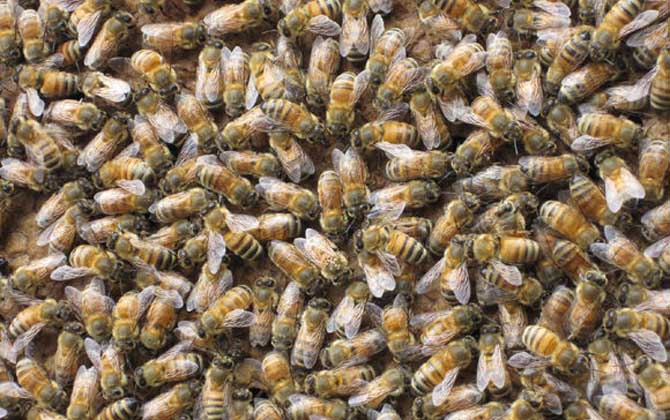 哪些人不適合養蜜蜂? 養蜂