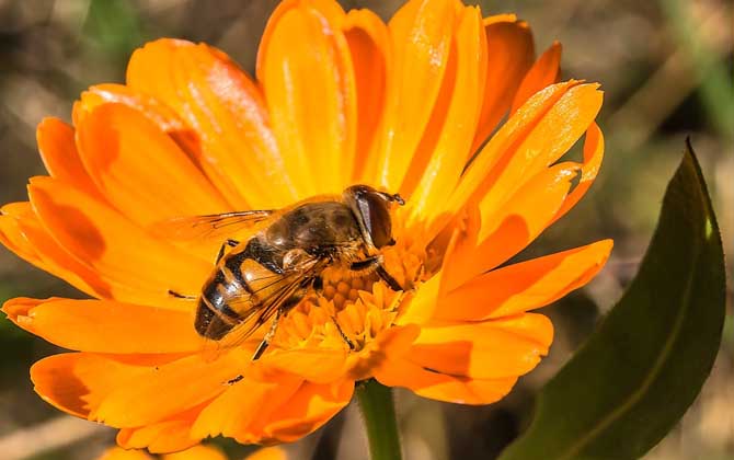 一箱蜜蜂一年產多少蜂蜜? 蜜蜂
