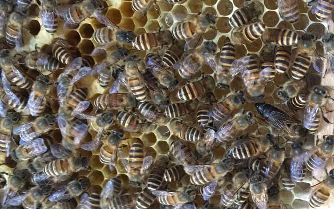 冬季怎么管理好蜂群? 養(yǎng)蜂