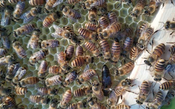 冬季怎么管理好蜂群? 養(yǎng)蜂