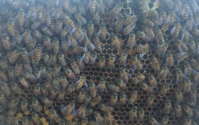 農村土蜜蜂高效養殖技術 蜜蜂養殖
