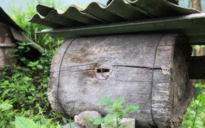 木桶養蜂有什么優缺點? 木桶養蜂