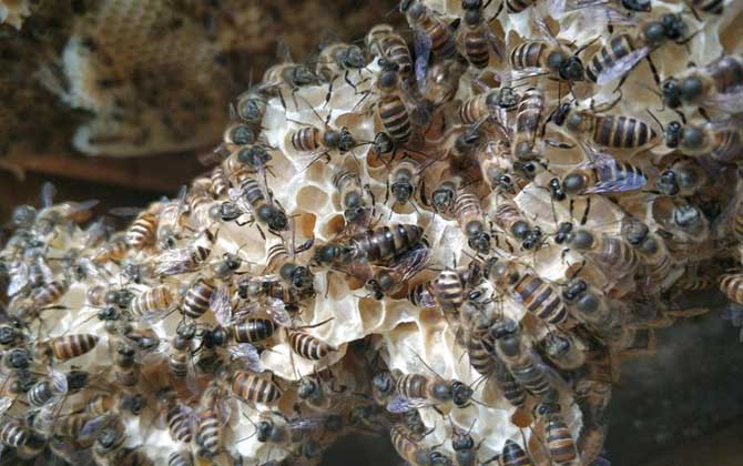 蜂群怎么過箱才不會跑? 蜂群