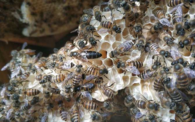 蜜蜂一年可以取幾次蜜? 蜜蜂